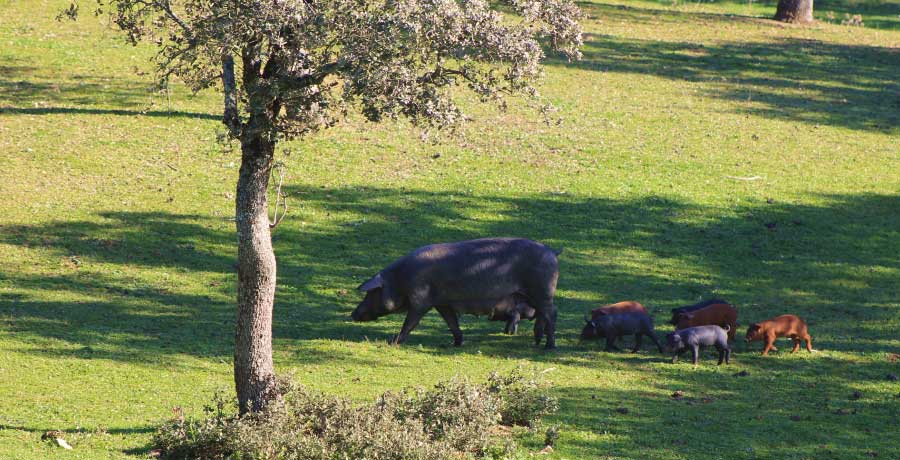 Cerdos ibéricos pastando en la dehesa, un ecosistema clave en la cría y alimentación para la producción del jamón ibérico.