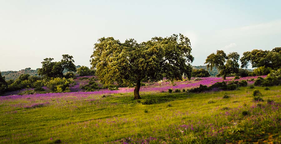 Paisaje de la dehesa con encinas y matorrales, hogar del cerdo ibérico y clave para la producción del jamón ibérico.